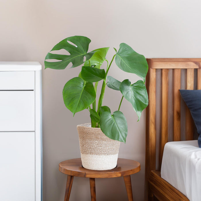Monstera Deliciosa E Il Suo Vaso
