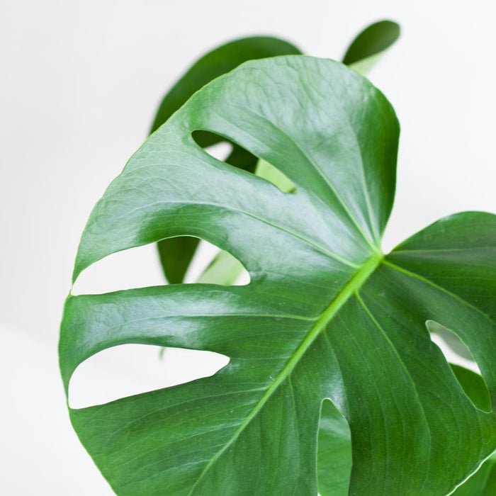 Monstera Deliciosa E Il Suo Vaso