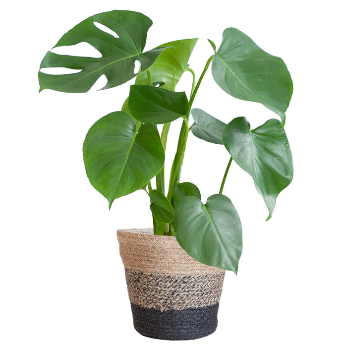 Monstera Deliciosa E Il Suo Vaso