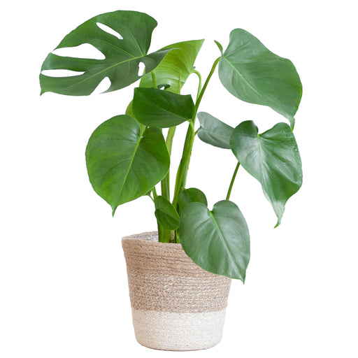 Monstera Deliciosa E Il Suo Vaso