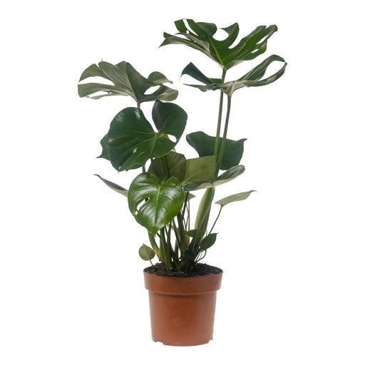 Monstera Deliziosa