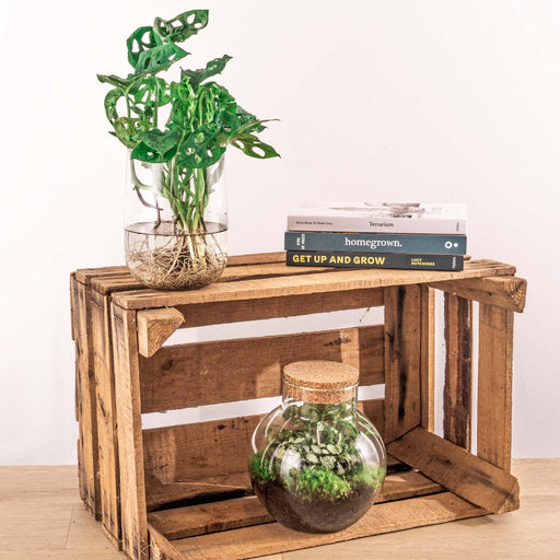 Monstera In Vaas Pacchetto Fai Da Te - Coltura Idroponica