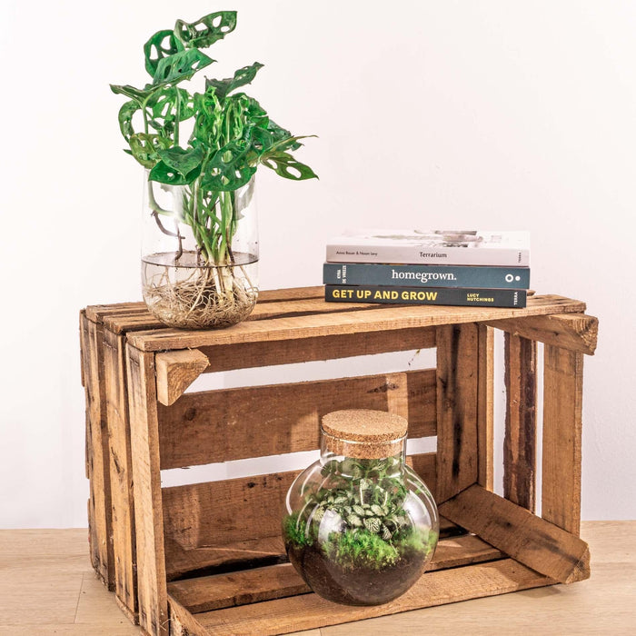 Monstera In Vaas Pacchetto Fai Da Te - Coltura Idroponica