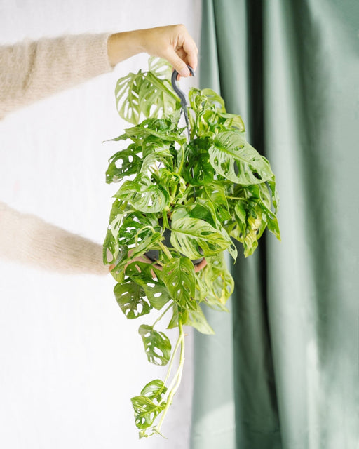 Foglia Di Scimmia Monstera