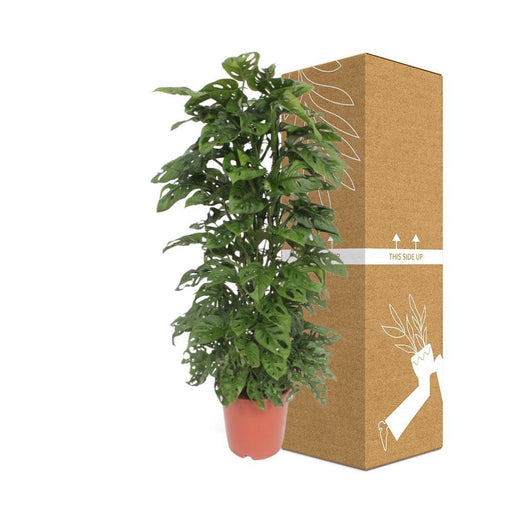 Foglia Di Scimmia Monstera