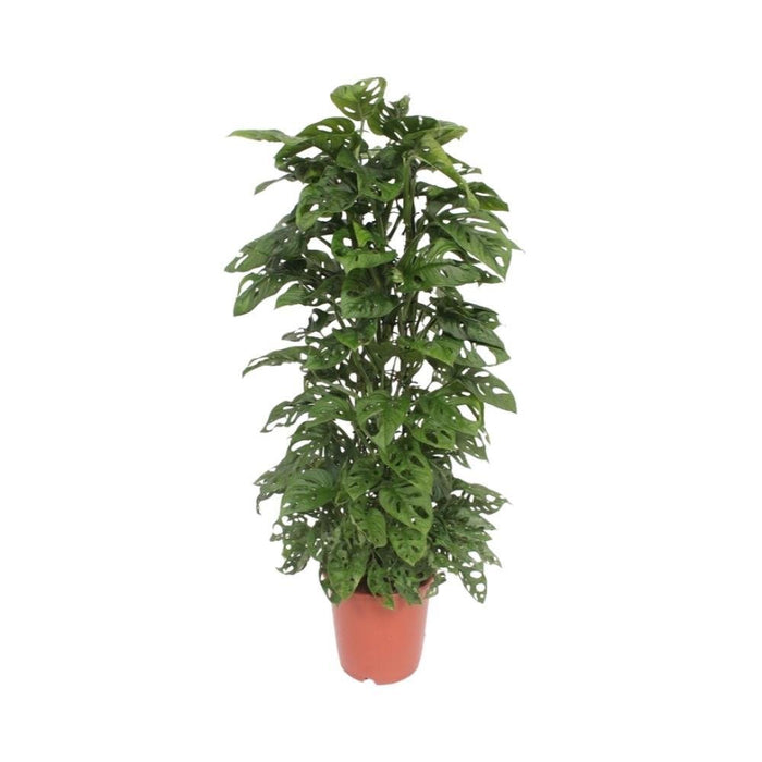 Foglia Di Scimmia Monstera