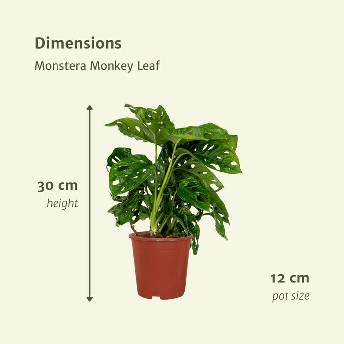 Foglia Di Scimmia Monstera - Set Da 2