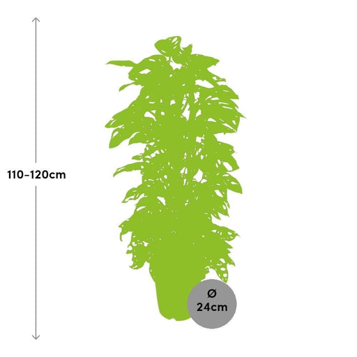 Foglia Di Scimmia Monstera