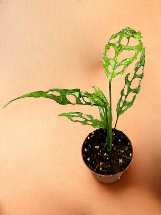 Monstera Obliqua Perù