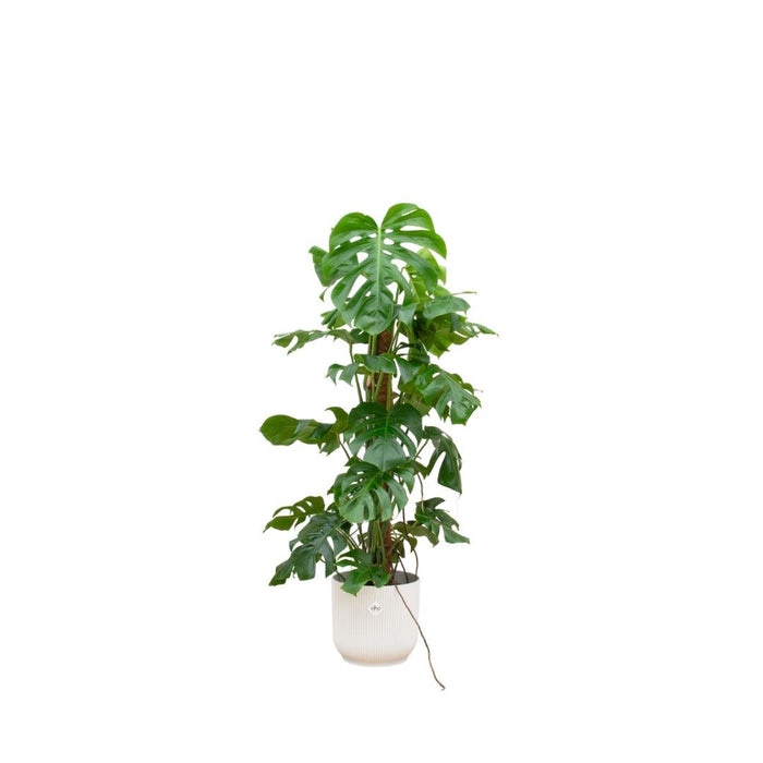 Monstera Pertusum 120Cm E Il Suo Vaso