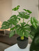 Monstera - Pianta Verde Artificiale