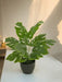 Monstera - Pianta Verde Artificiale