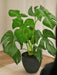 Monstera - Pianta Verde Artificiale