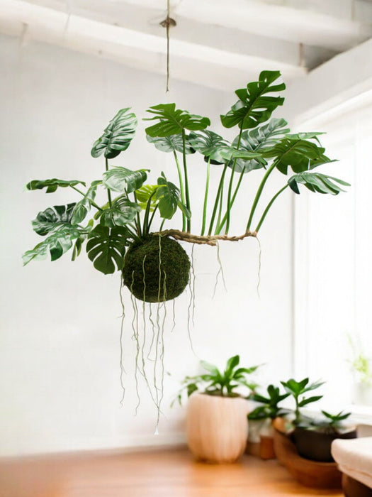 Monstera Kokedama - Pianta Artificiale Cadente