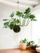 Monstera Kokedama - Pianta Artificiale Cadente