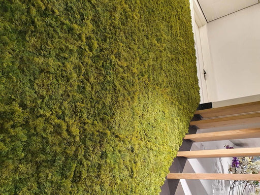 Muschio Nordico - Parete Verde Artificiale