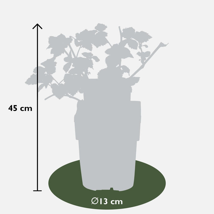 Gelso Di Lochness - Arbusto Di Frutta