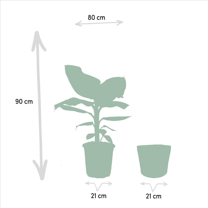Musa Nano Cavendish - ↨90Cm - Ø21Cm + Mand Igmar