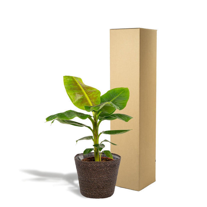 Musa Nano Cavendish - ↨90Cm - Ø21Cm + Mand Igmar