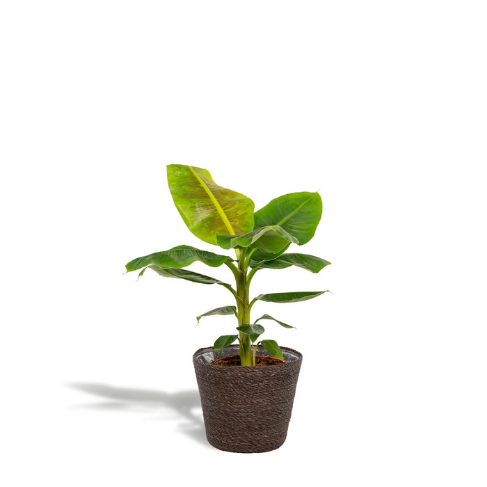 Musa Nano Cavendish - ↨90Cm - Ø21Cm + Mand Igmar