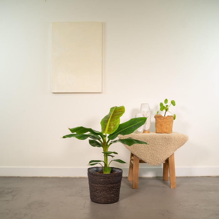 Musa Nano Cavendish - ↨90Cm - Ø21Cm + Mand Igmar