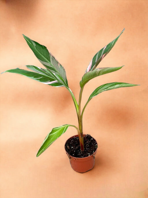 Musa Nono Banana Rara