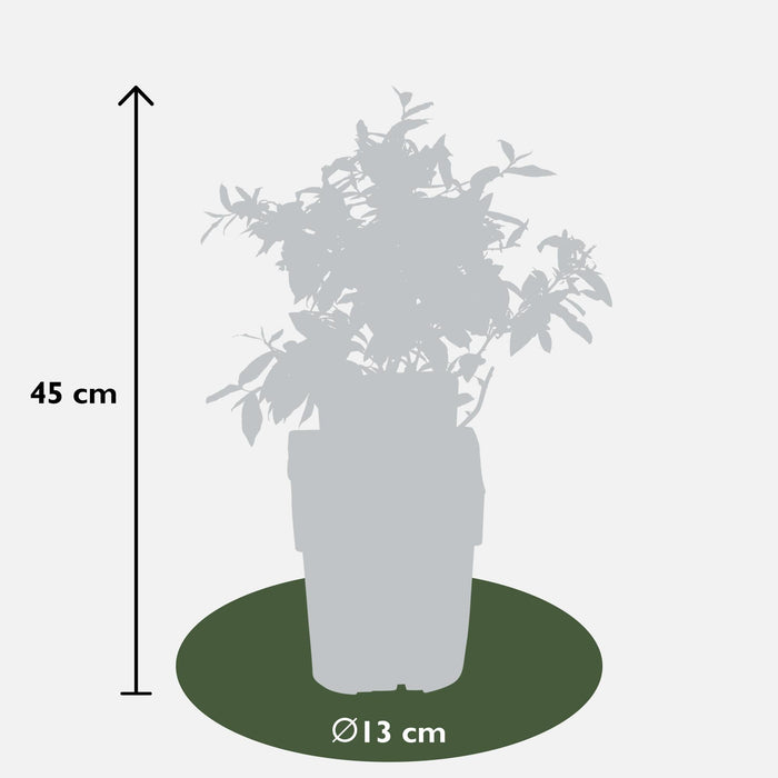 Mirtillo, Mirtillo 'Sunshine Blue' - ↨45Cm - Ø13 - Arbusto Da Frutto