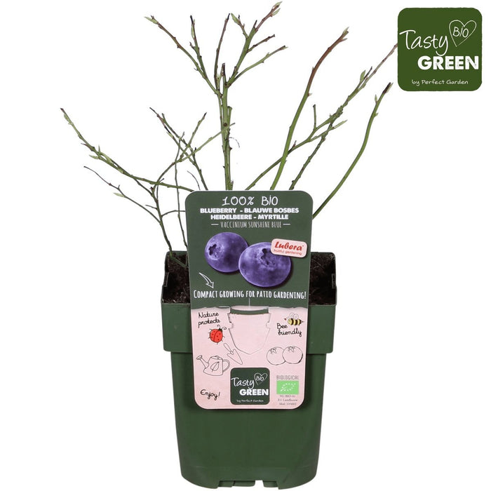Mirtillo, Mirtillo 'Sunshine Blue' - ↨45Cm - Ø13 - Arbusto Da Frutto