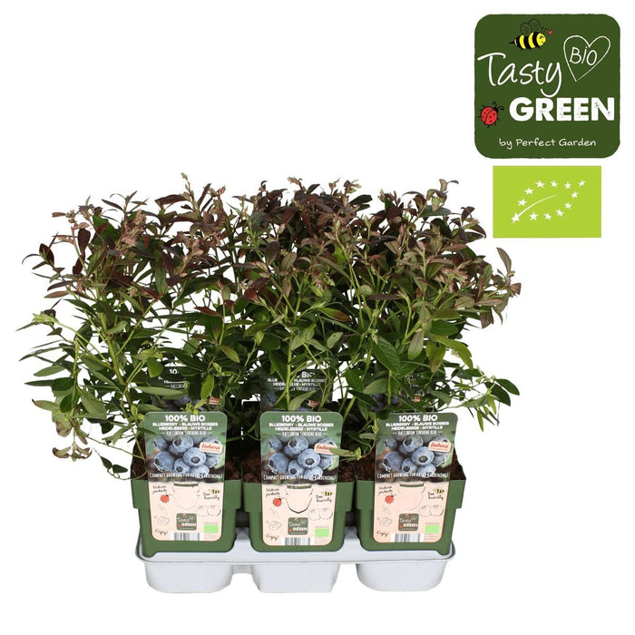 Mirtillo, Mirtillo 'Sunshine Blue' - ↨45Cm - Ø13 - Arbusto Da Frutto