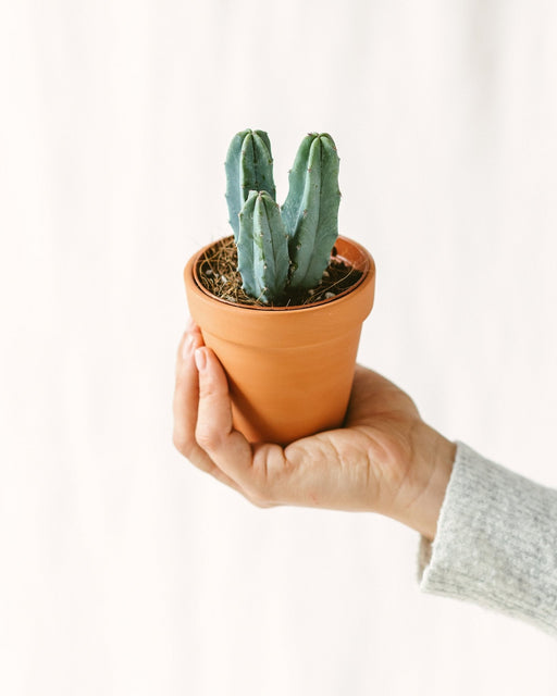 Mirtillocactus (Mini Cactus)