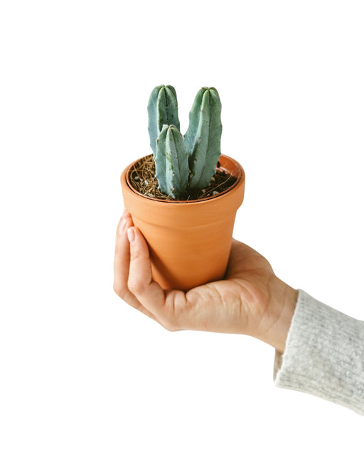 Mirtillocactus (Mini Cactus)