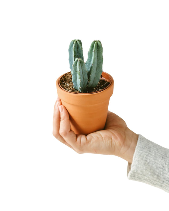 Mirtillocactus (Mini Cactus)