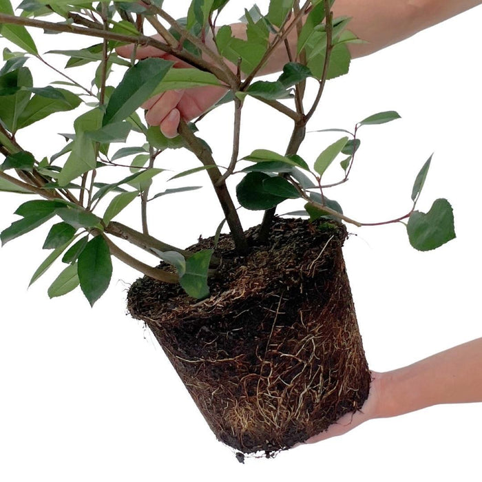 Nespolo Rosso Lucido H125Cm Per Siepe Lineare 10M 25X12L