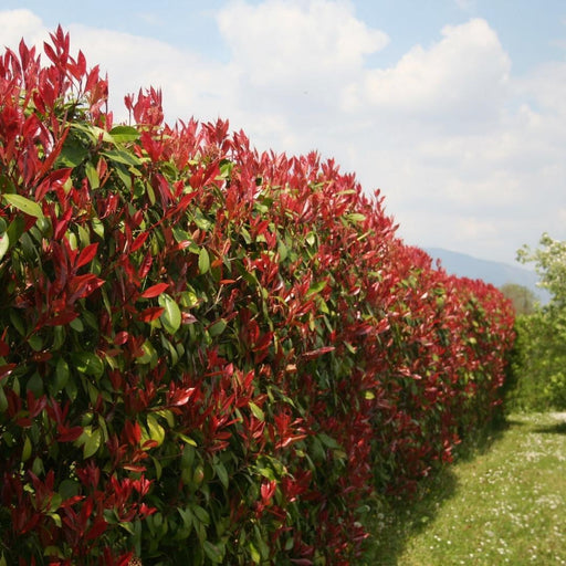 Nespolo Rosso Lucido H125Cm Per Siepe Lineare 10M 25X12L