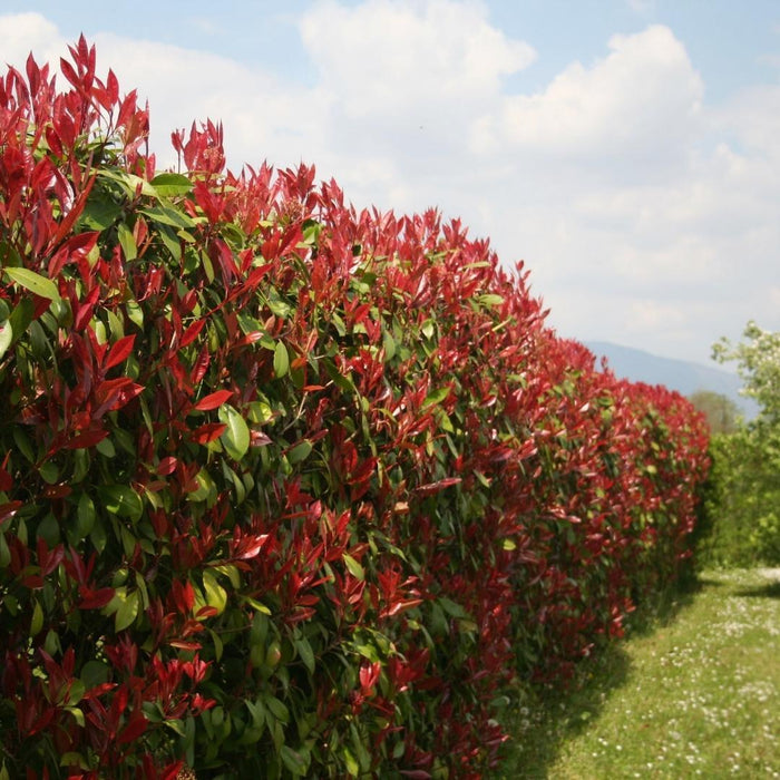 Nespolo Rosso Lucido H125Cm Per Siepe Lineare 10M 25X12L