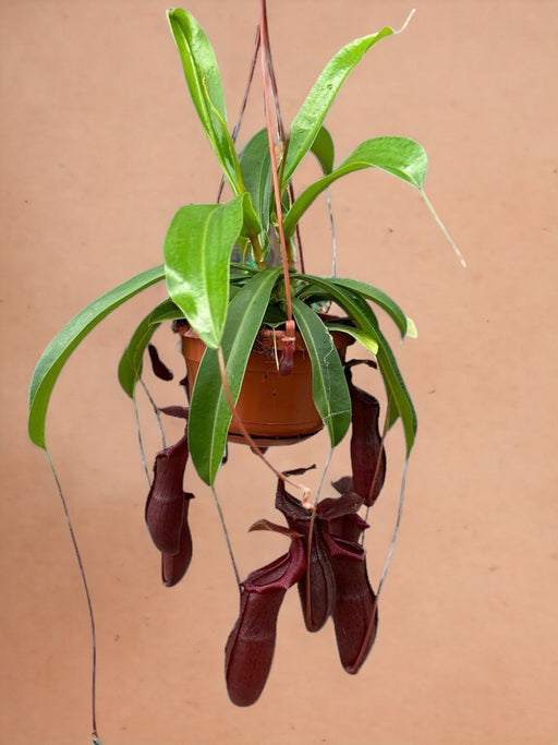 Nepenthes Monkey Jars Bill Pianta Carnivora