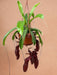 Nepenthes Monkey Jars Bill Pianta Carnivora