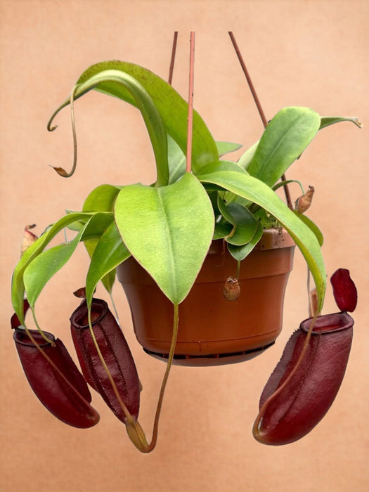 Nepenthes Scimmia Barattoli Diana