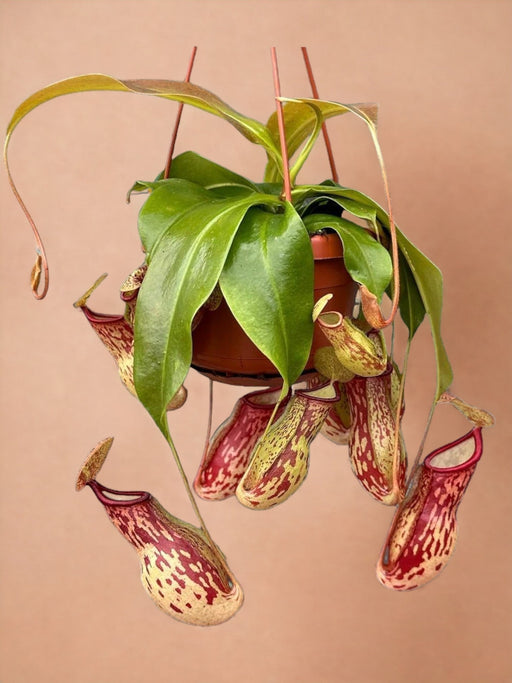 Nepenthes Monkey Jars Gaya Pianta Carnivora