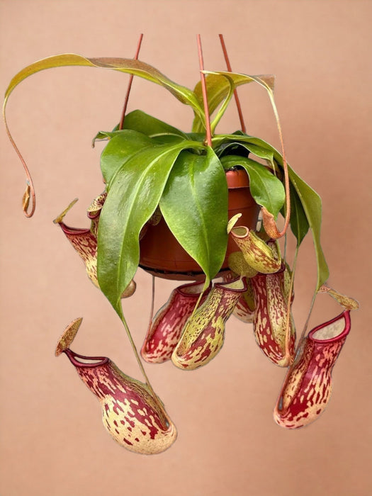 Nepenthes Monkey Jars Gaya Pianta Carnivora