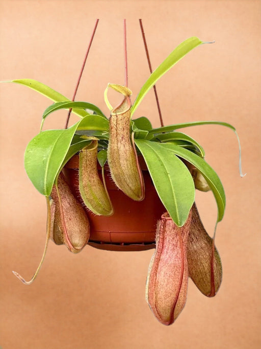 Nepenthes Scimmia Barattoli Linda