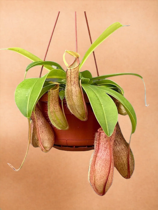 Nepenthes Scimmia Barattoli Linda