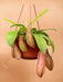 Nepenthes Scimmia Barattoli Linda