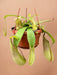 Nepenthes Monkey Jars Loes Carnivoro