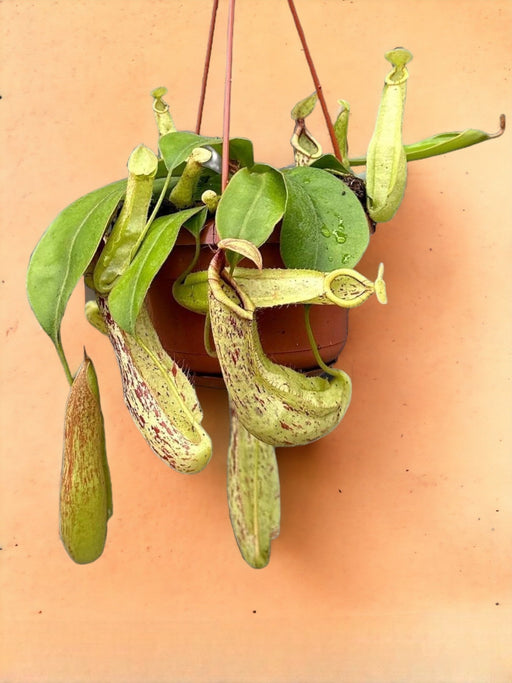 Nepenthes Monkey Jar Mojito