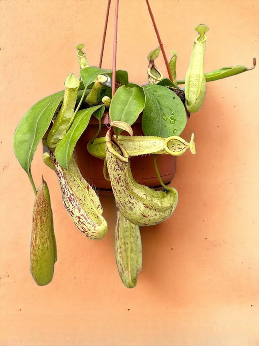 Nepenthes Monkey Jar Mojito