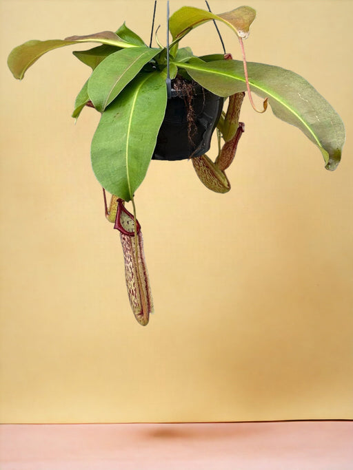Vasi Delle Scimmie Nepenthes
