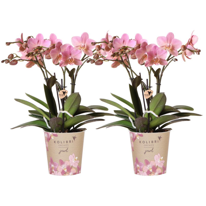 Offerta Combinata: 2 Orchidee Ave Di Rosa Antica In Vaso