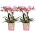 Offerta Combinata: 2 Orchidee Ave Di Rosa Antica In Vaso