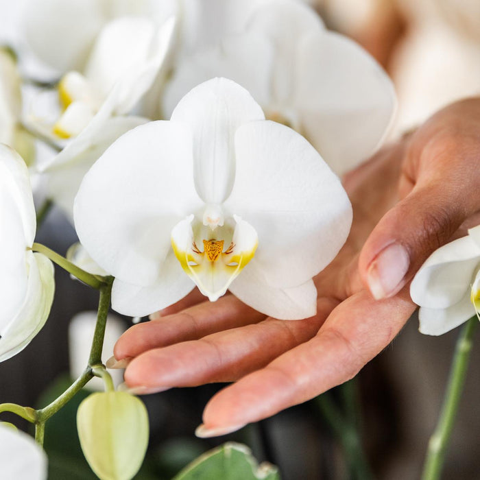 Offerta Combinata: 2 Orchidee Phalaenopsis Bianche In Fiore